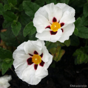 Cistus Snow Fire Blüte weiß