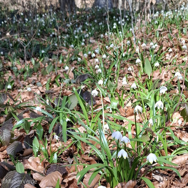 Frühlingsknotenblumen Wald Frühling