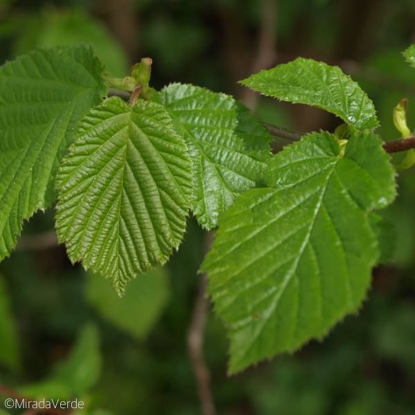 Haselnuss Blätter