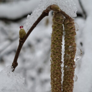 Hasel Blüten weiblich und männlich