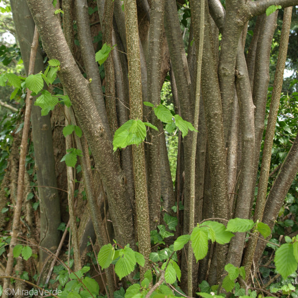 Haselnuss Stämme Borke