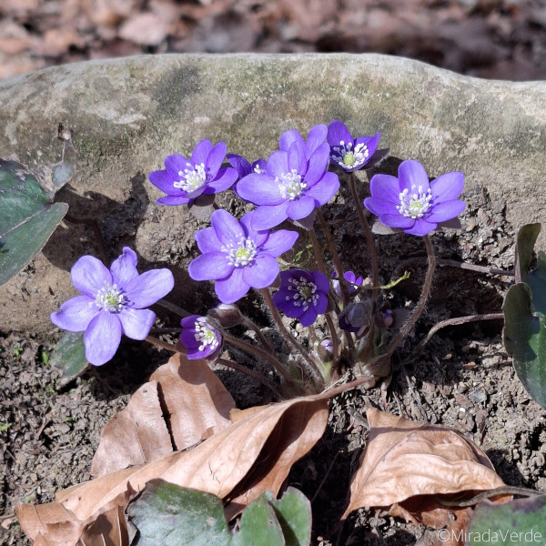 Leberblümchen Stein Laub