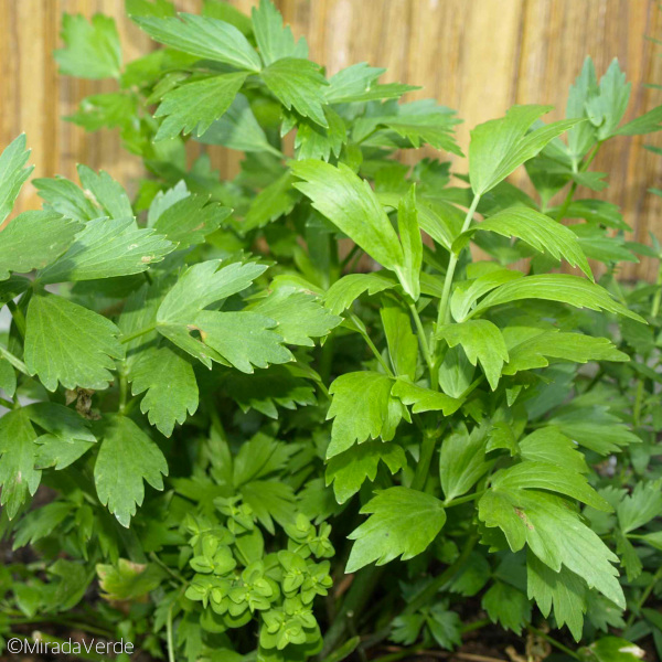 Liebstöckel Blätter