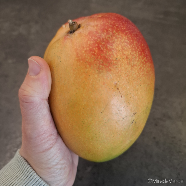 Reife Mango