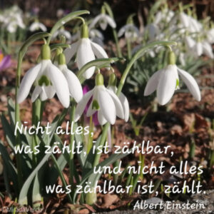Schneeglöckchen Zitat