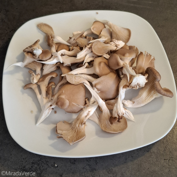 Austernpilze zerpflückt