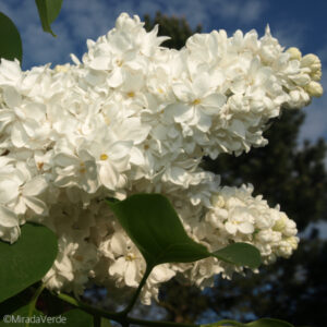 Flieder Blüte weiß