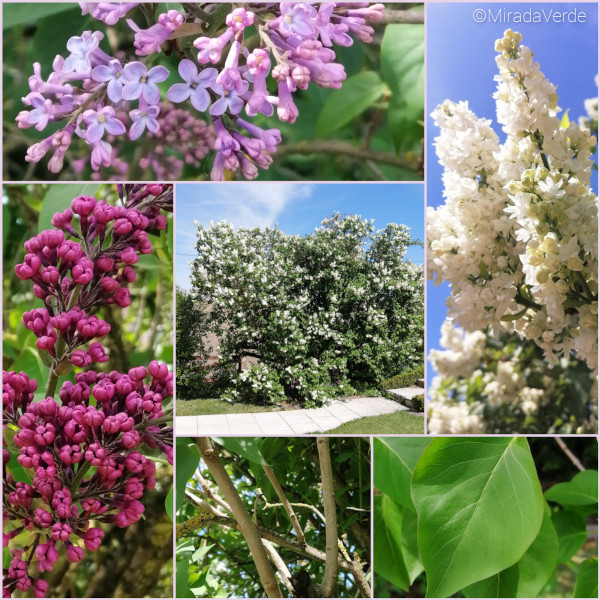 Flieder Blüte lila weiß rosa