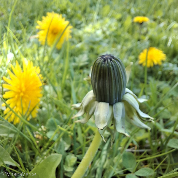 Löwenzahn Blütenknospe Blüten