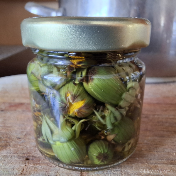 In Essig eingelegte Löwenzahnblütenknospen