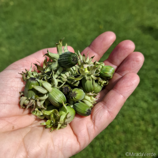 Löwenzahnblütenknospen geerntet Hand