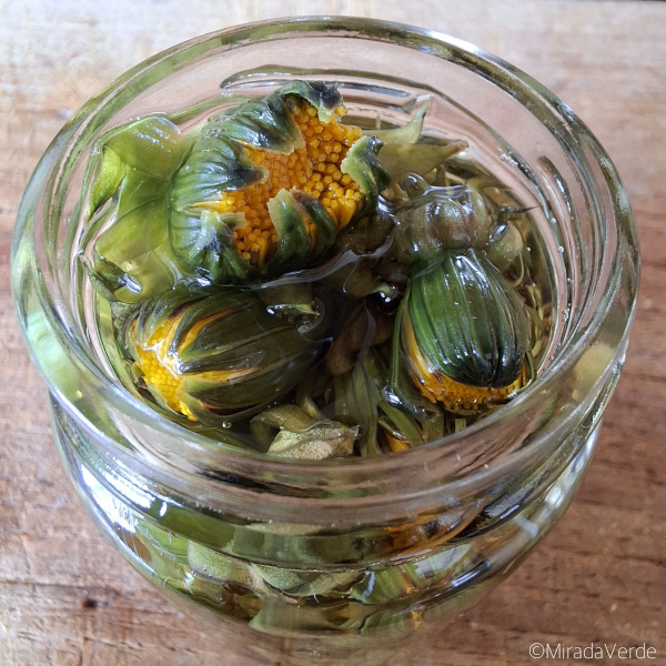 In Essig eingelegte Löwenzahnblütenknospen