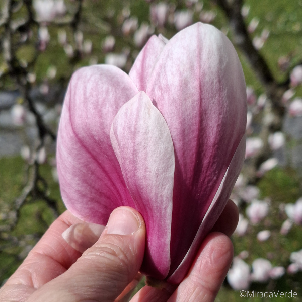 Magnolienblüten ernten