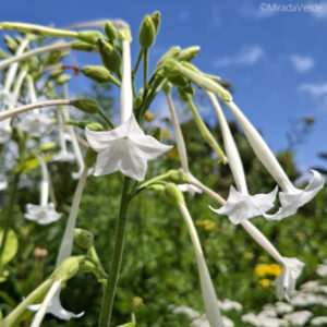 Tabakpflanze Blüte weiß