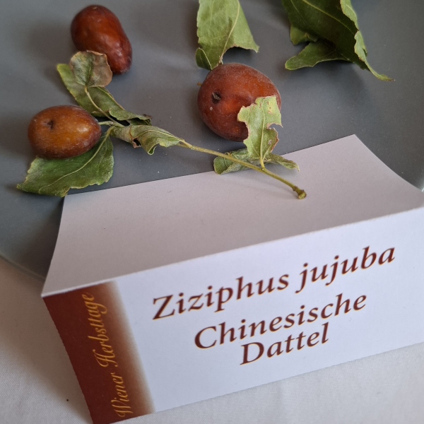 Apfeldattel; Chinesische Dattel; Ziziphus jujuba